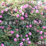 供应1-3年生蔷薇小苗 蔷薇花苗 多花蔷薇 大花红花蔷薇