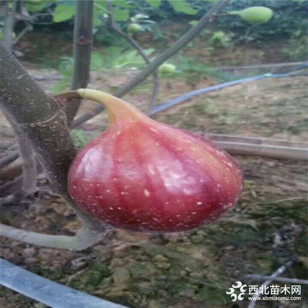 无花果苗