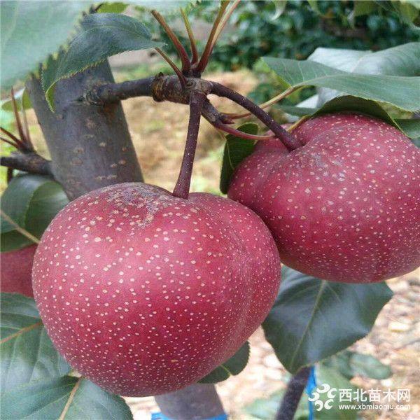 紅梨樹(shù)苗