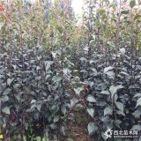 奧冠紅梨樹苗、奧冠紅梨樹苗示范基地