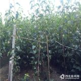 山東晚秋黃梨樹苗、晚秋黃梨樹苗種植技術(shù)