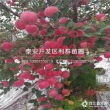 出售煙富8號(hào)蘋(píng)果苗、煙富8號(hào)蘋(píng)果苗多少錢(qián)一棵