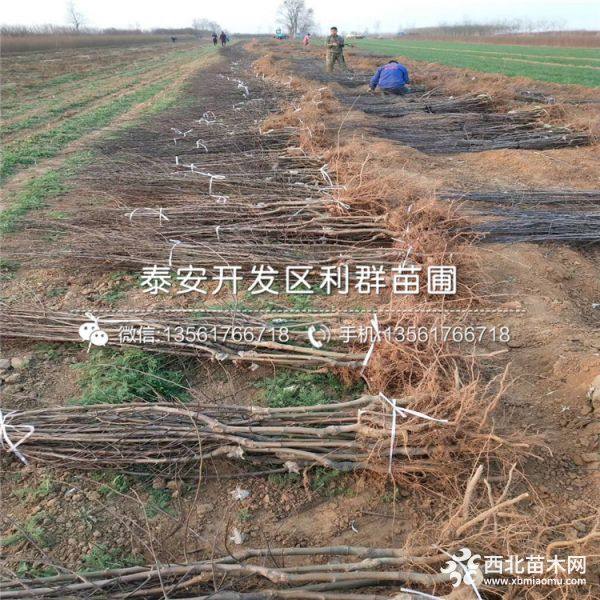 红心苹果树苗、新品种红心苹果树苗、红心苹果树苗价格