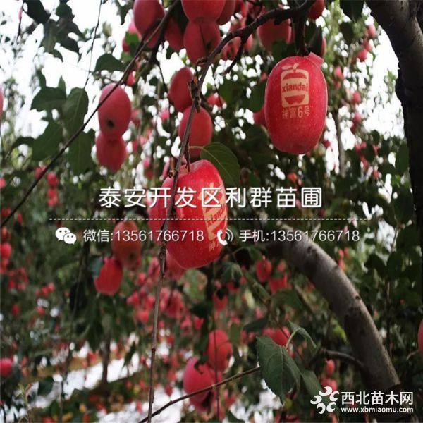 紅心蘋(píng)果樹(shù)苗、新品種紅心蘋(píng)果樹(shù)苗、紅心蘋(píng)果樹(shù)苗價(jià)格