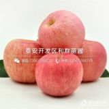 2019年蘋(píng)果苗價(jià)格、蘋(píng)果苗批發(fā)價(jià)格及報(bào)價(jià)