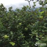 康维尔蓝莓苗、康维尔蓝莓苗价格、康维尔蓝莓苗出售