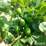 芭劳奈无花果苗、芭劳奈无花果苗批发价格