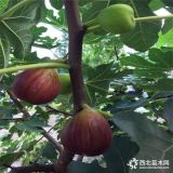 当年结果的华丽无花果苗、华丽无花果苗品种介绍