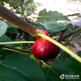 青皮無花果苗、青皮無花果苗價(jià)格行情分析