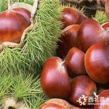 大紅袍板栗樹(shù)苗產(chǎn)地價(jià)格