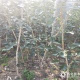 歪把红山楂树苗、歪把红山楂树苗基地价格、