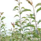 自產自銷高產保收圓黃梨樹苗 大量批發植株健壯早酥紅梨樹苗