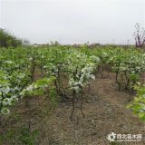 供应高产保收早酥红梨树苗出售植株健壮圆黄梨树苗