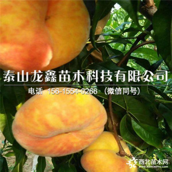 黄金蜜四号桃树苗