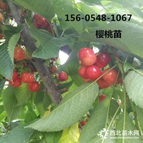 供應(yīng)櫻桃樹-2年3年櫻桃樹多少錢一棵