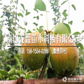 玉露香梨树苗、玉露香梨树苗多少钱一棵？