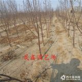 5公分苹果树哪里有卖的 清地处理4-5公分富士苹果树基地出售