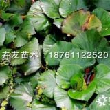 紅菱小苗價(jià)格 精品水生植物紅菱苗