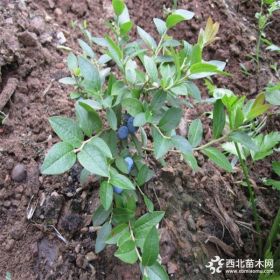 山东果树基地价格优惠蓝丰蓝莓苗 农户直销小规格都克蓝莓苗