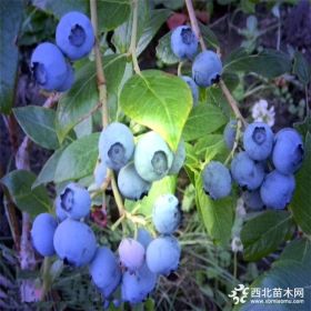 长期供应抗旱抗寒半高从蓝莓苗 供应当年结果夏普蓝蓝莓苗