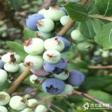 出售价格优惠粉蓝蓝莓苗 基地出售价格优惠布里吉塔蓝莓苗