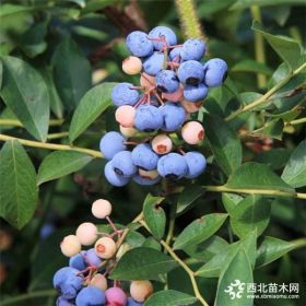 农户直销植株健壮夏普蓝蓝莓苗 低价供应价格优惠粉蓝蓝莓苗