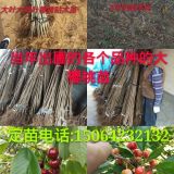 大櫻桃品種 櫻桃苗基地 櫻桃樹苗 櫻桃樹苗基地