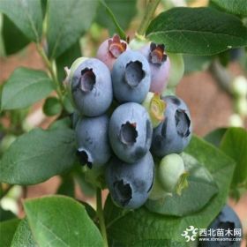 自产自销大规格矮从蓝莓苗 供应1-5年生粉蓝蓝莓苗