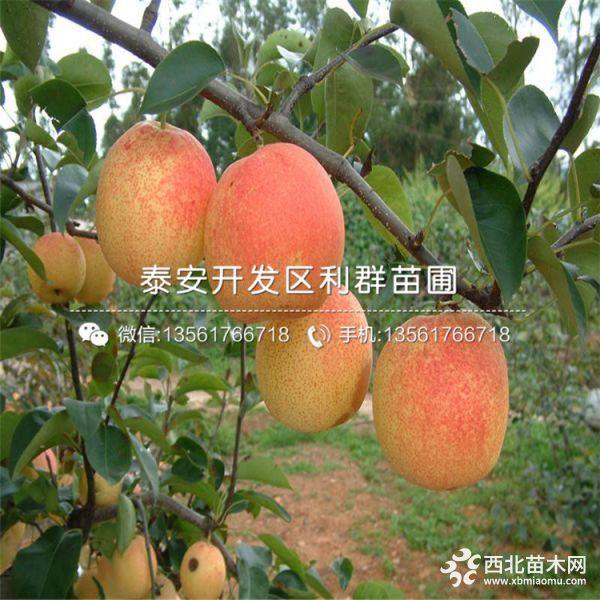 紅梨樹(shù)苗 山東紅梨樹(shù)苗 山東紅梨樹(shù)苗價(jià)格