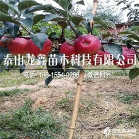 蜜脆苹果树苗蜜脆苹果树苗、蜜脆苹果树苗今日报价