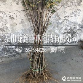 华硕苹果树苗华硕苹果树苗、华硕苹果树苗每日报价