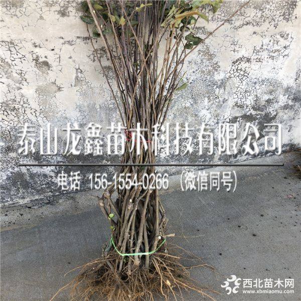 美国8号苹果苗