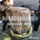 维纳斯黄金苹果树苗维纳斯黄金苹果树苗、维纳斯黄金苹果树苗批发价格