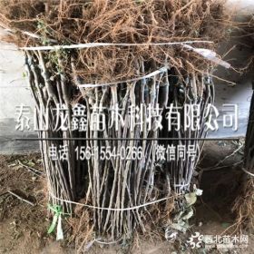 蜜脆苹果树苗价格、蜜脆苹果树苗每日报价、