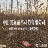 华硕苹果苗价格、华硕苹果苗批发价格、