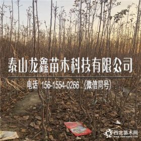 华硕苹果苗价格、华硕苹果苗批发价格、