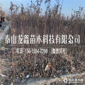 华硕苹果苗价格、华硕苹果苗今日报价、