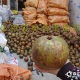 大果紅花油茶嫁接苗實生苗購買須知事宜 原產(chǎn)地種植批發(fā)