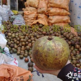 大果紅花油茶嫁接苗實(shí)生苗購買須知事宜 原產(chǎn)地種植批發(fā)