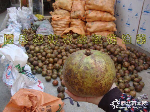 紅花油茶樹(shù)苗