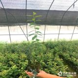 纯正都克蓝莓苗、都克蓝莓苗每日报价