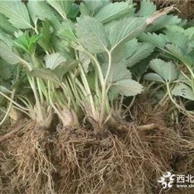 奶油草莓苗批发-供应优质精品脱毒草