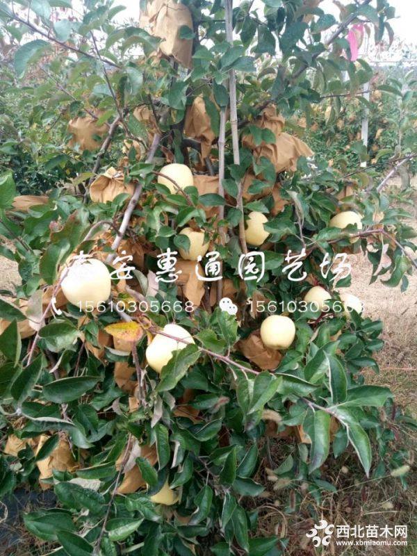 華碩蘋果苗