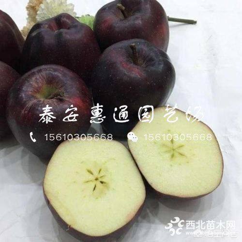 煙富8號(hào)蘋(píng)果苗