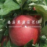 華玉蘋果苗什么價(jià)格、華玉蘋果苗多少錢一棵、