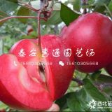 秦脆苹果苗什么价格、秦脆苹果苗多少钱一棵、