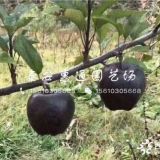 矮化煙富蘋(píng)果苗哪里有 矮化煙富蘋(píng)果苗多少錢(qián)一棵？