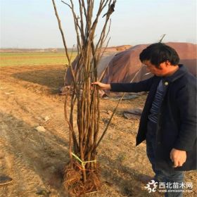 无花果苗、出售无花果苗、无花果苗基地价格