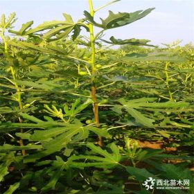 新品种波姬红无花果树苗、波姬红无花果树苗价格多少钱