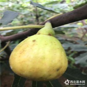 批发无花果树苗多少钱一棵、求购无花果树苗基地